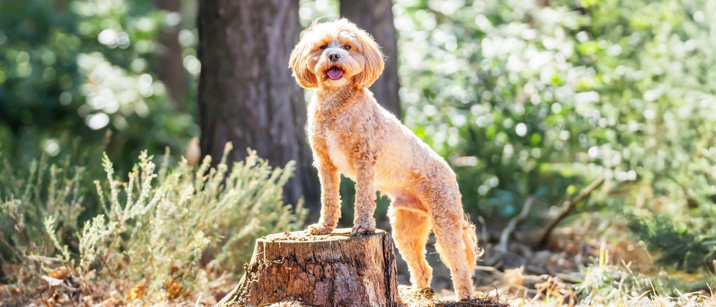 A Cavapoo standing on a tree trunk.