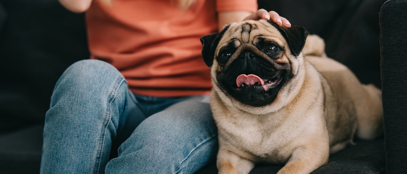 a pug laying on the sofa with their owner.