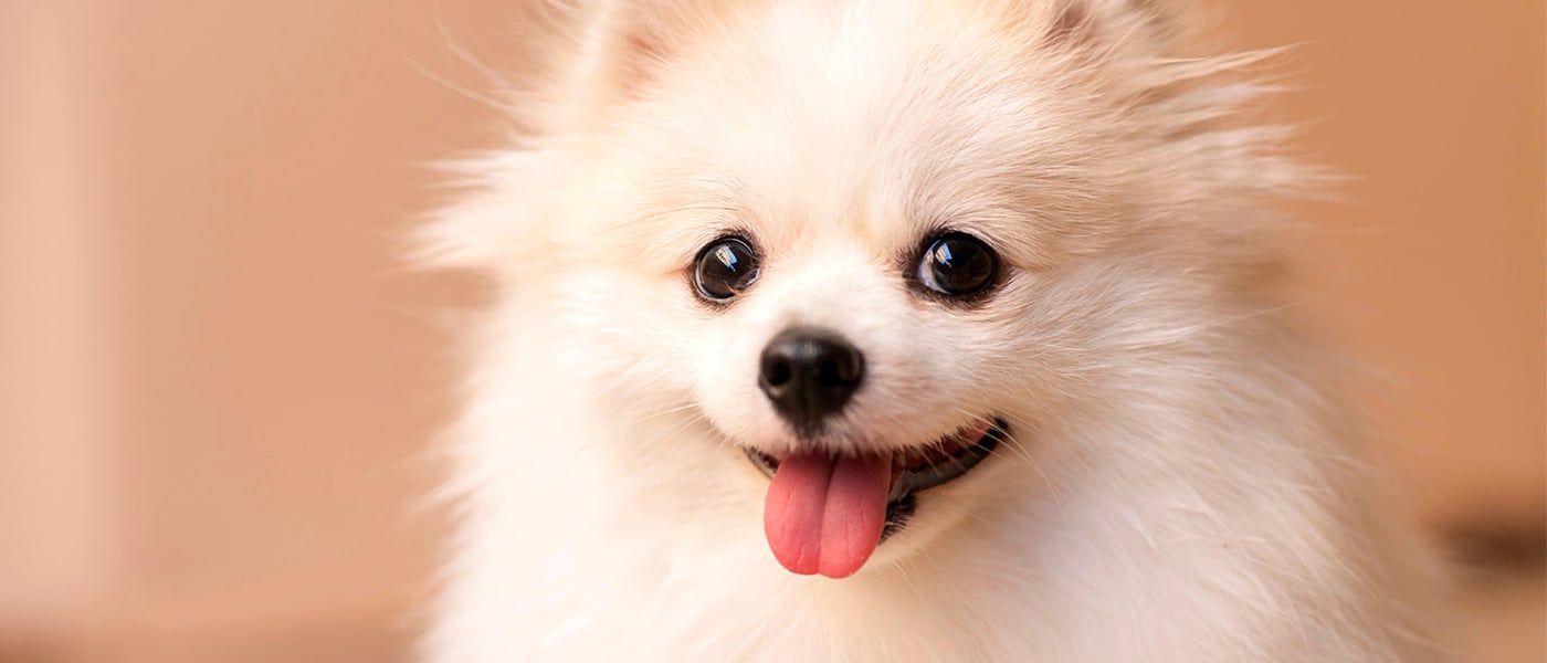 A white Pomeranian dog looking happy.