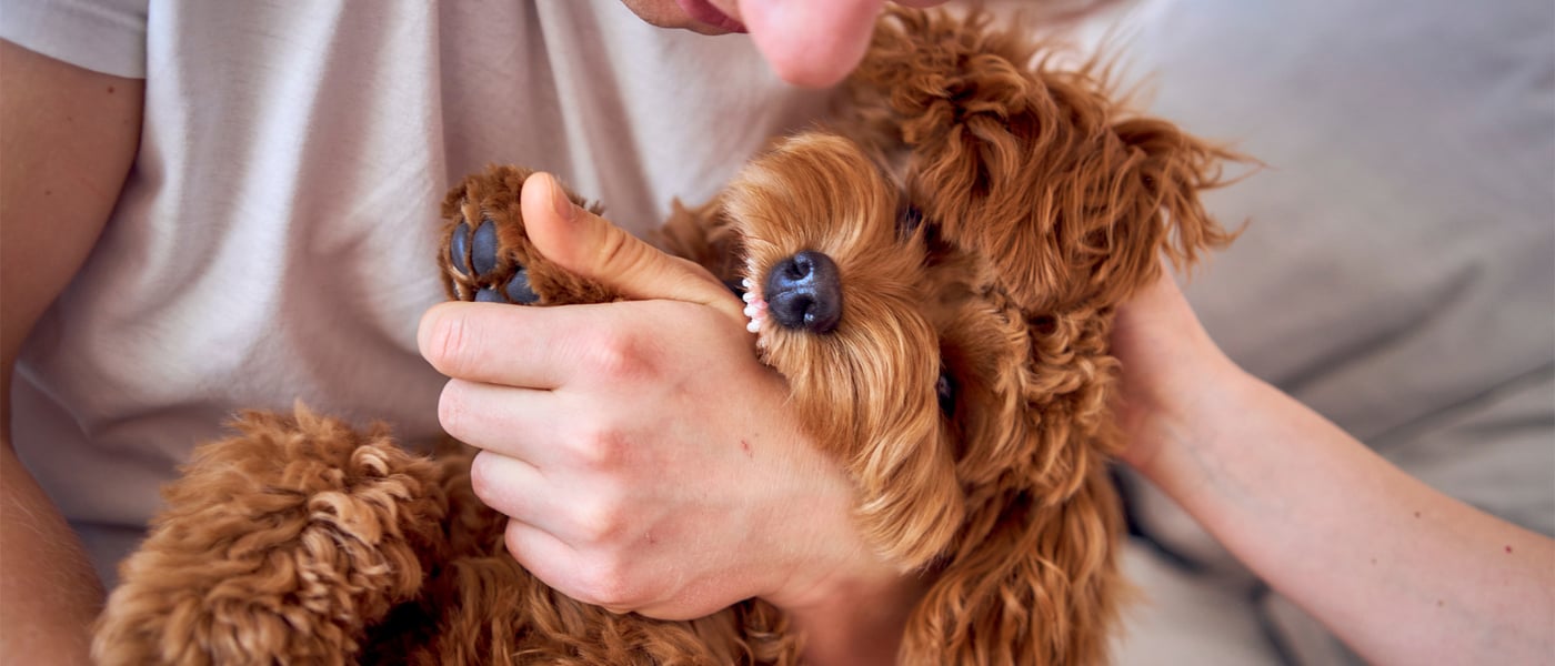 A red-coloured Cockapoo biting their owner's hand.