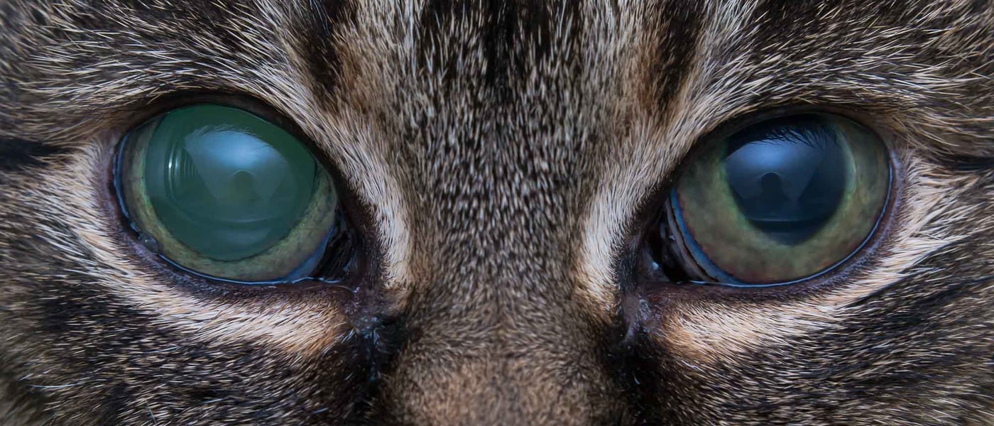 a cat with eye issues