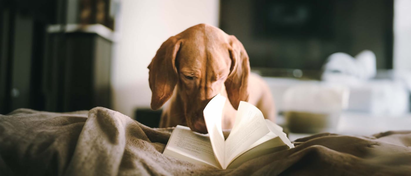 Dog reading a book