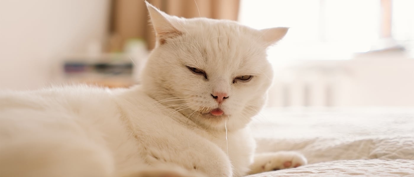 A white cat laying down and drooling.