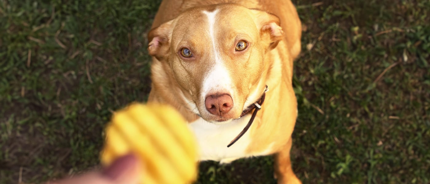 An overweight dog looking up at a crinkle-cut crisp.
