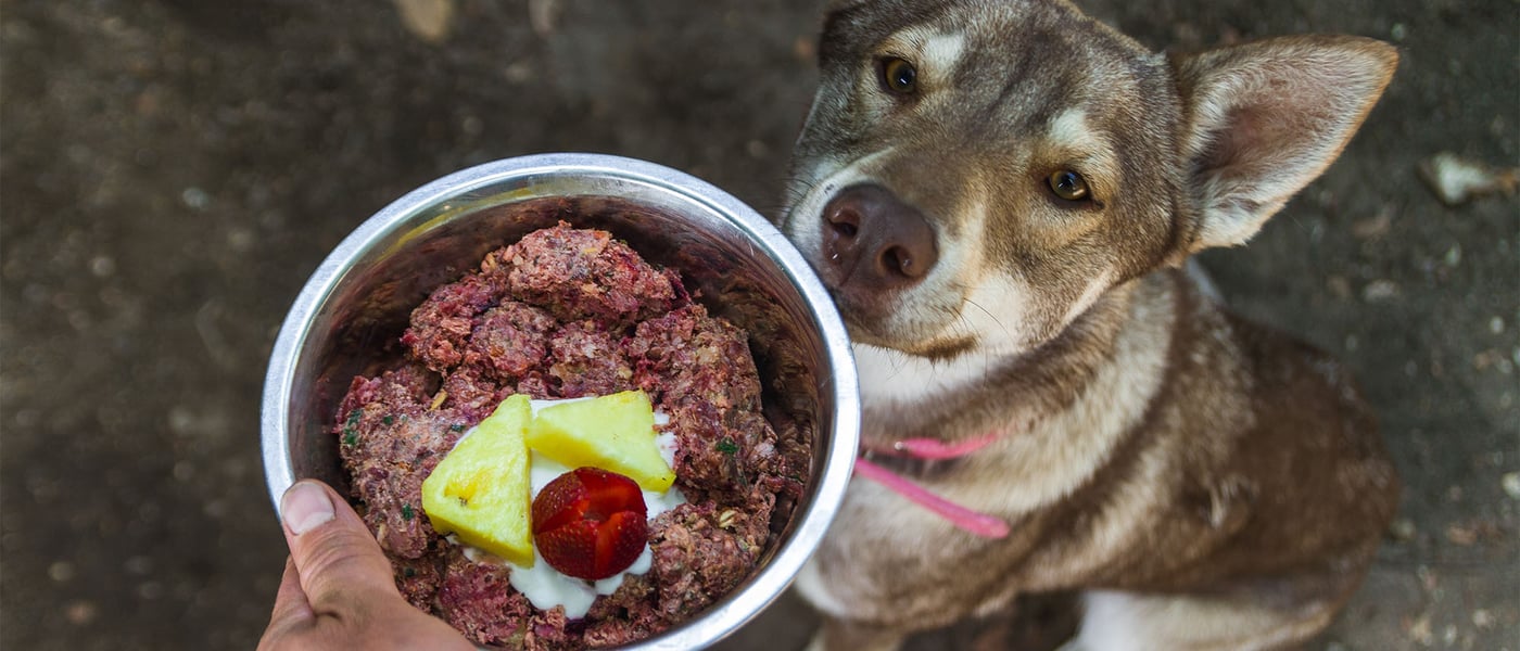 a dog sitting patiently waiting for his raw food