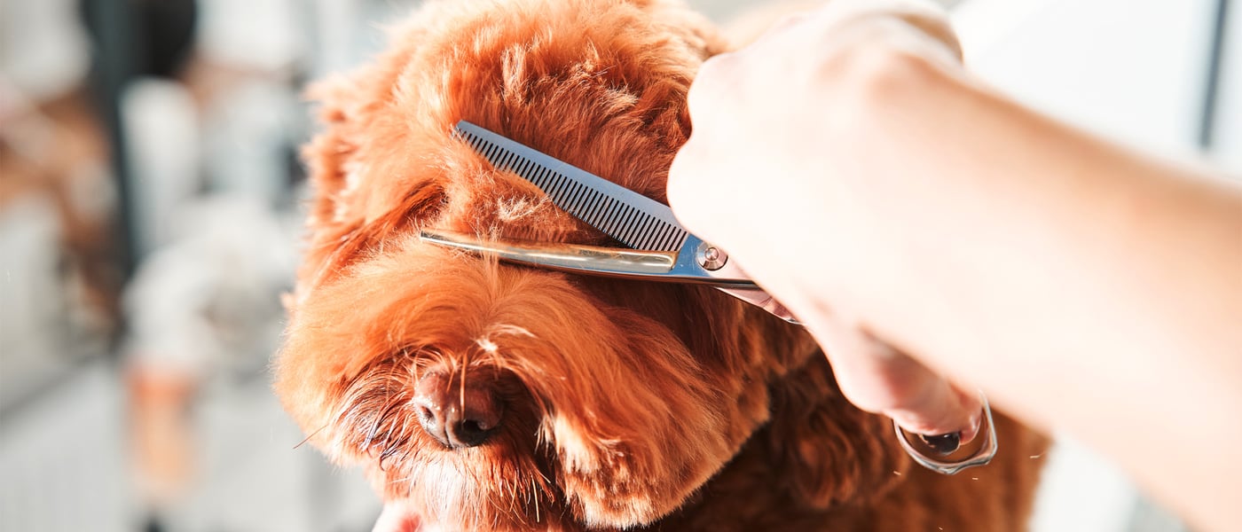 A Labradoodle having his hair cut.