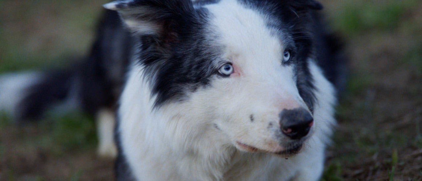 Messi the dog laying down on the grass.