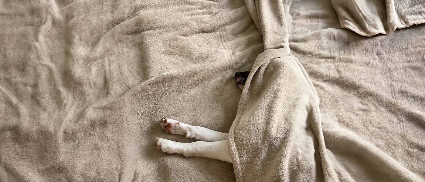 a dog wrapped up in a blanket