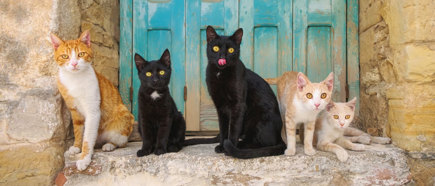 Five cat sitting outside a Grecian house.