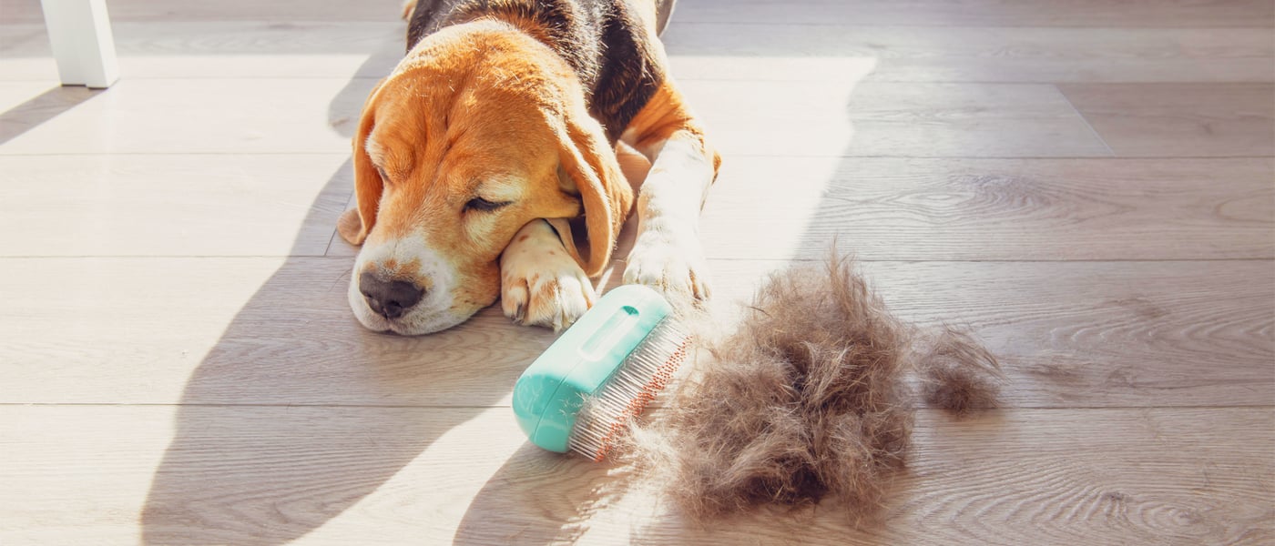 A beagle dog laying down next to a brush and pile of his hair.