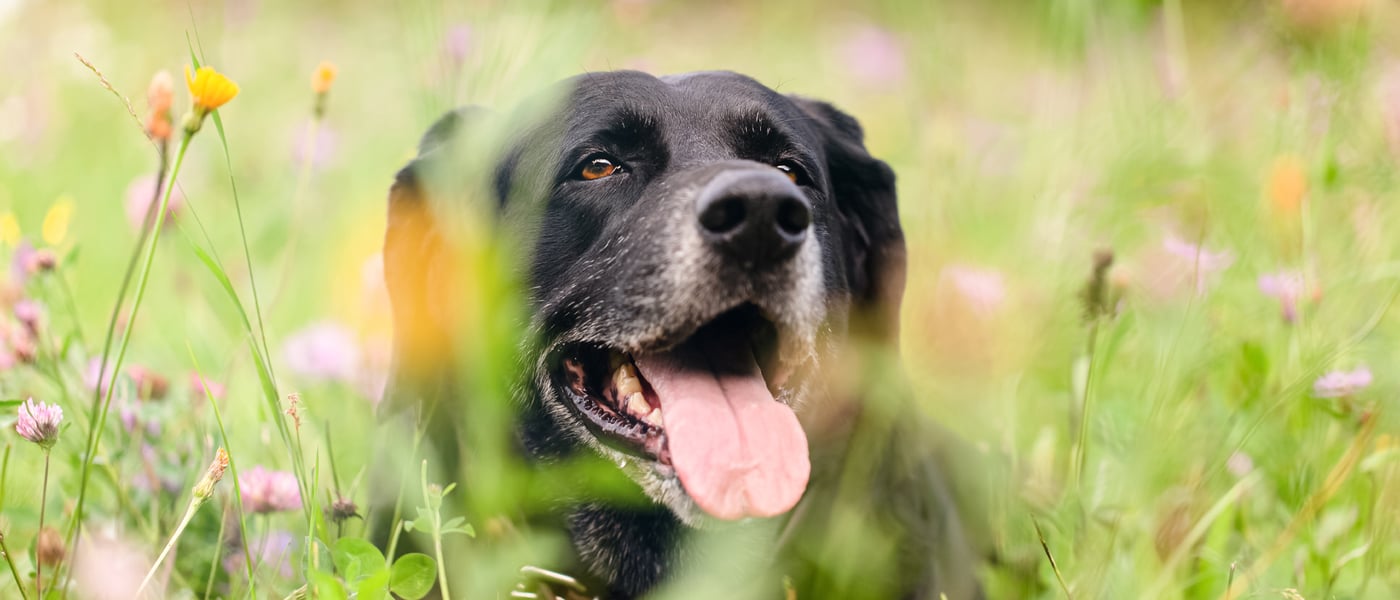 a senior dog laying in a field of flowers