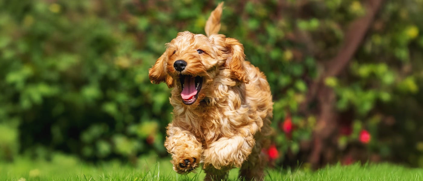 cockapoo leaping through the air with mouth open