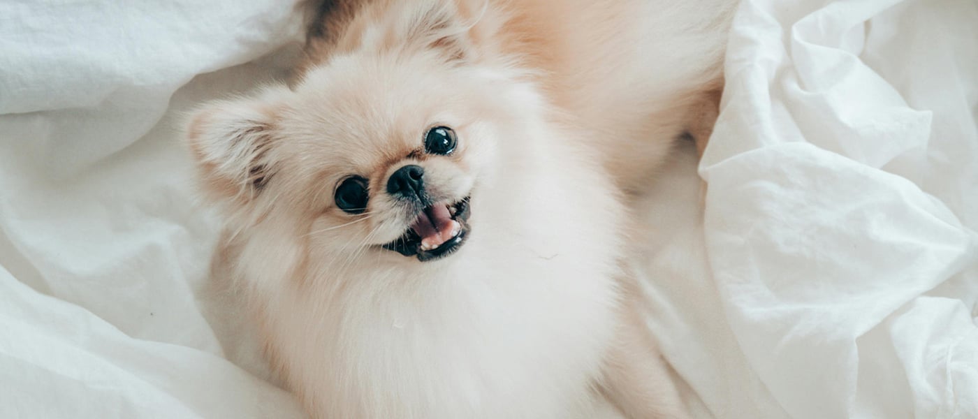 A Pomeranian dog laying in white sheets.