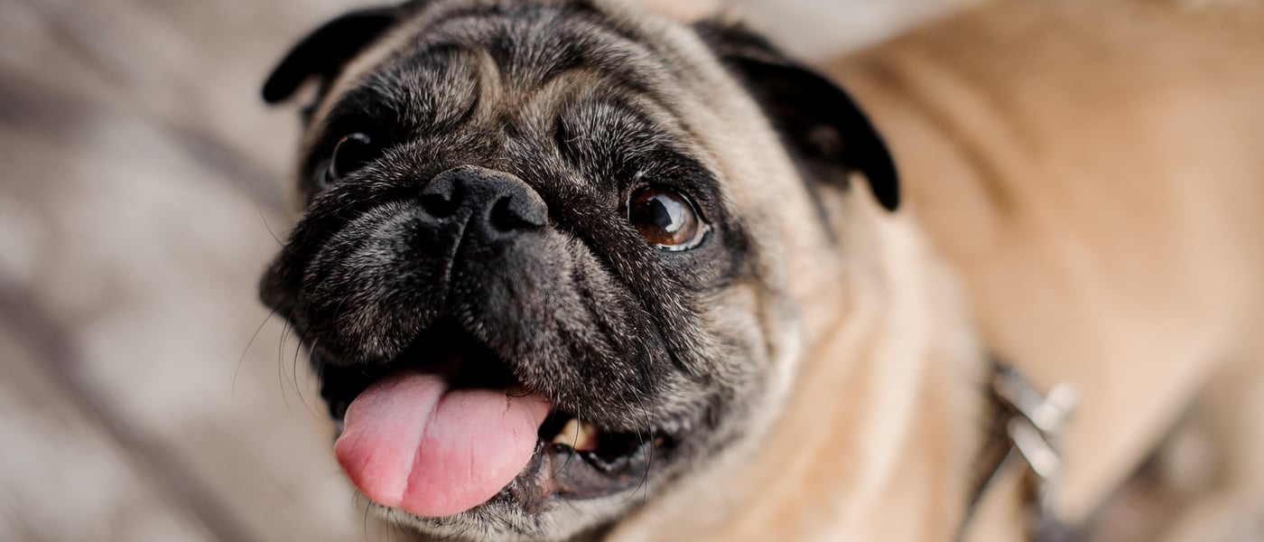 A close up image of a Pug.