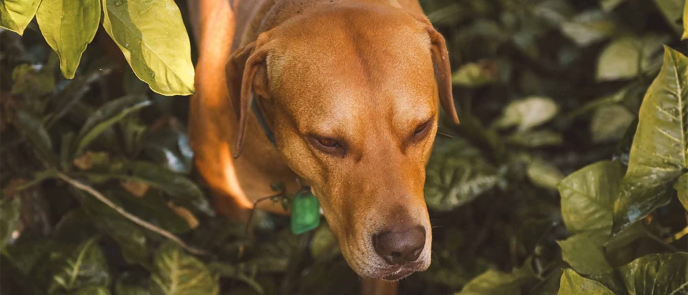 Dog walking through leaves