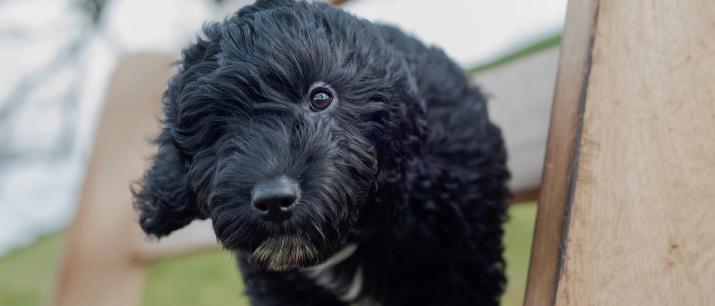 A black puppy Cockapoo poking through a fence.