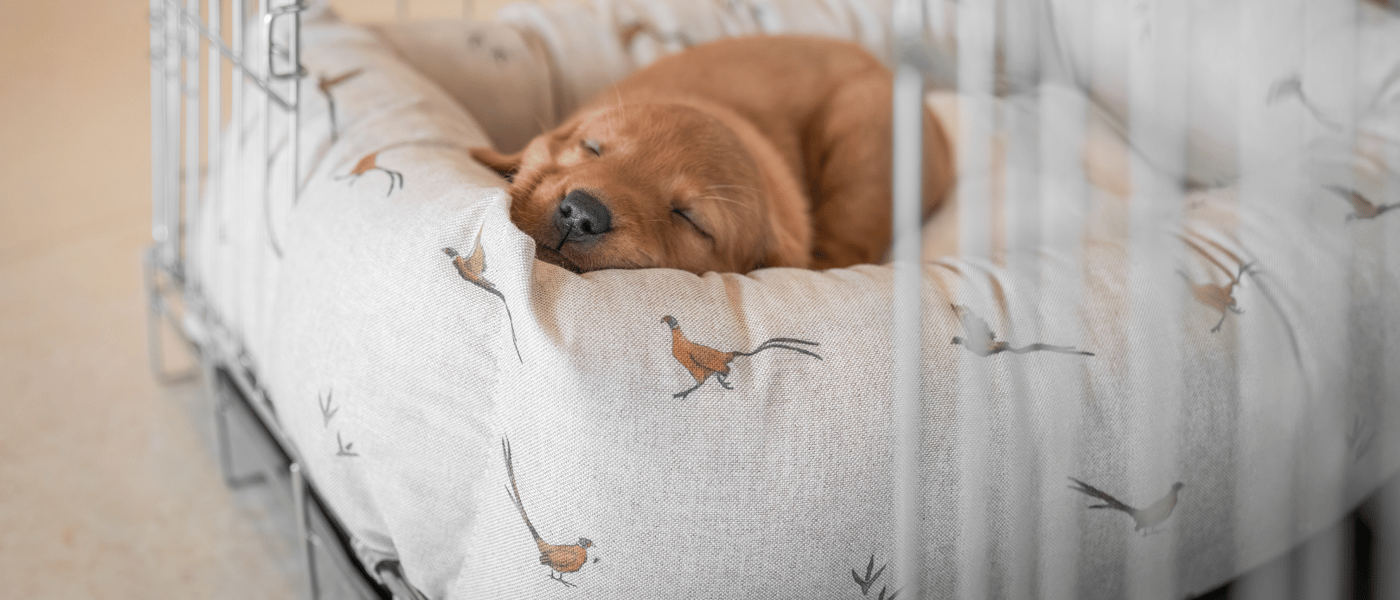 A small dog asleep on a lords and labradors bed