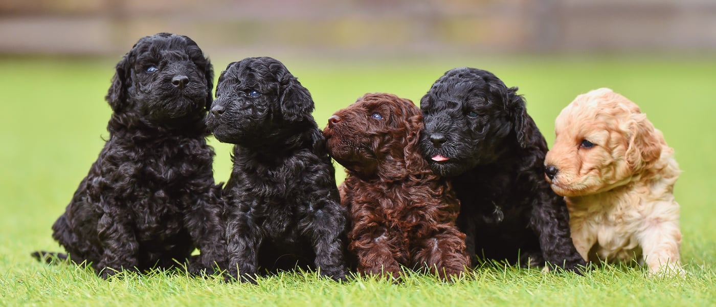 Five Cockapoo puppies siting on the grass
