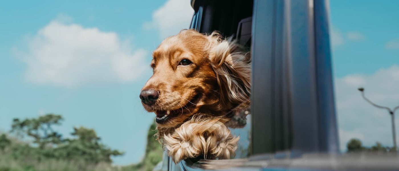 Cocker Spaniel names image of poking head out of car window