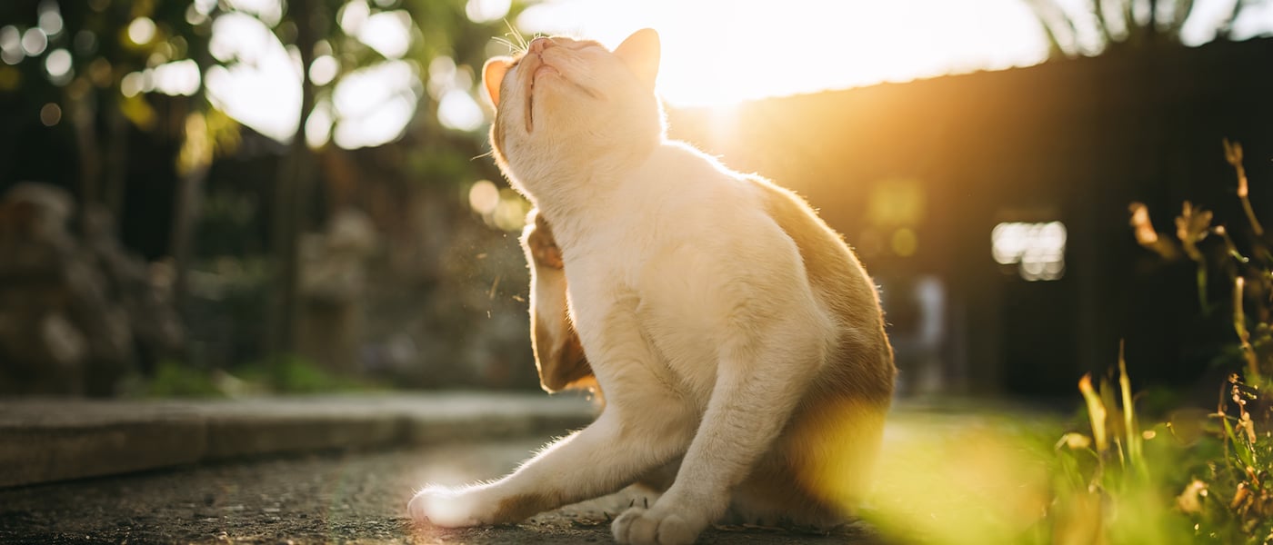 a cat sat outdoors scratching himself
