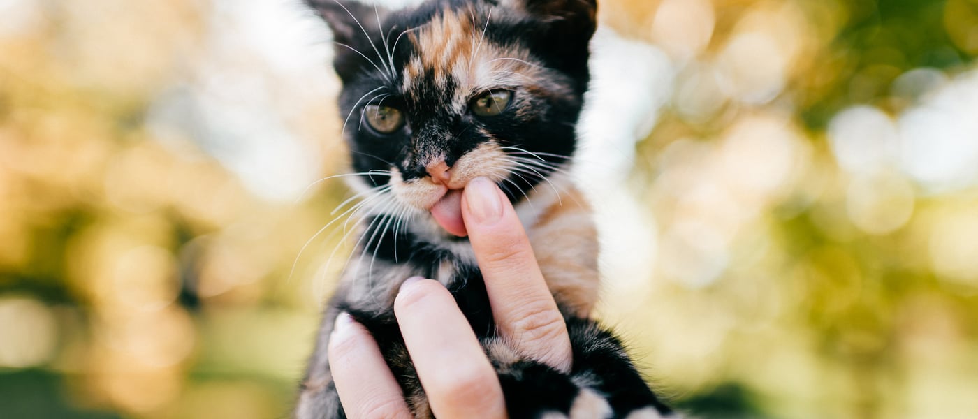 Black and orange moggy kitten licking owners hand