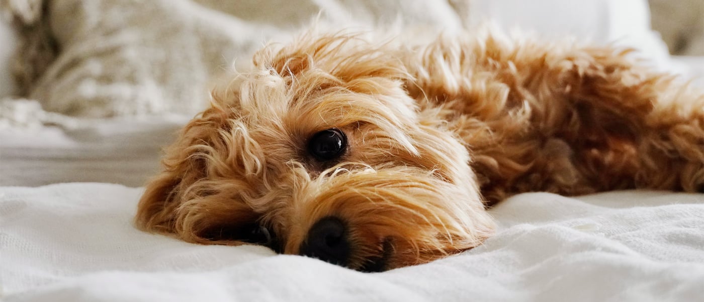 maltipoo lying on a bed