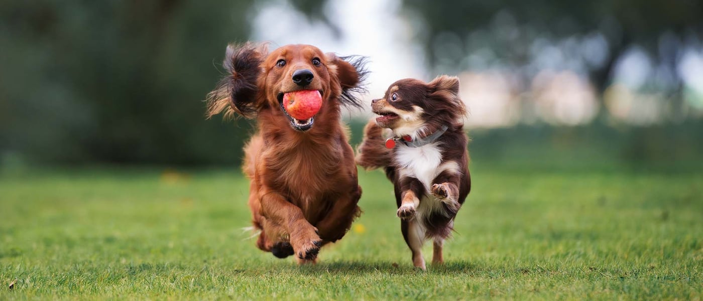 Two small dogs playing together