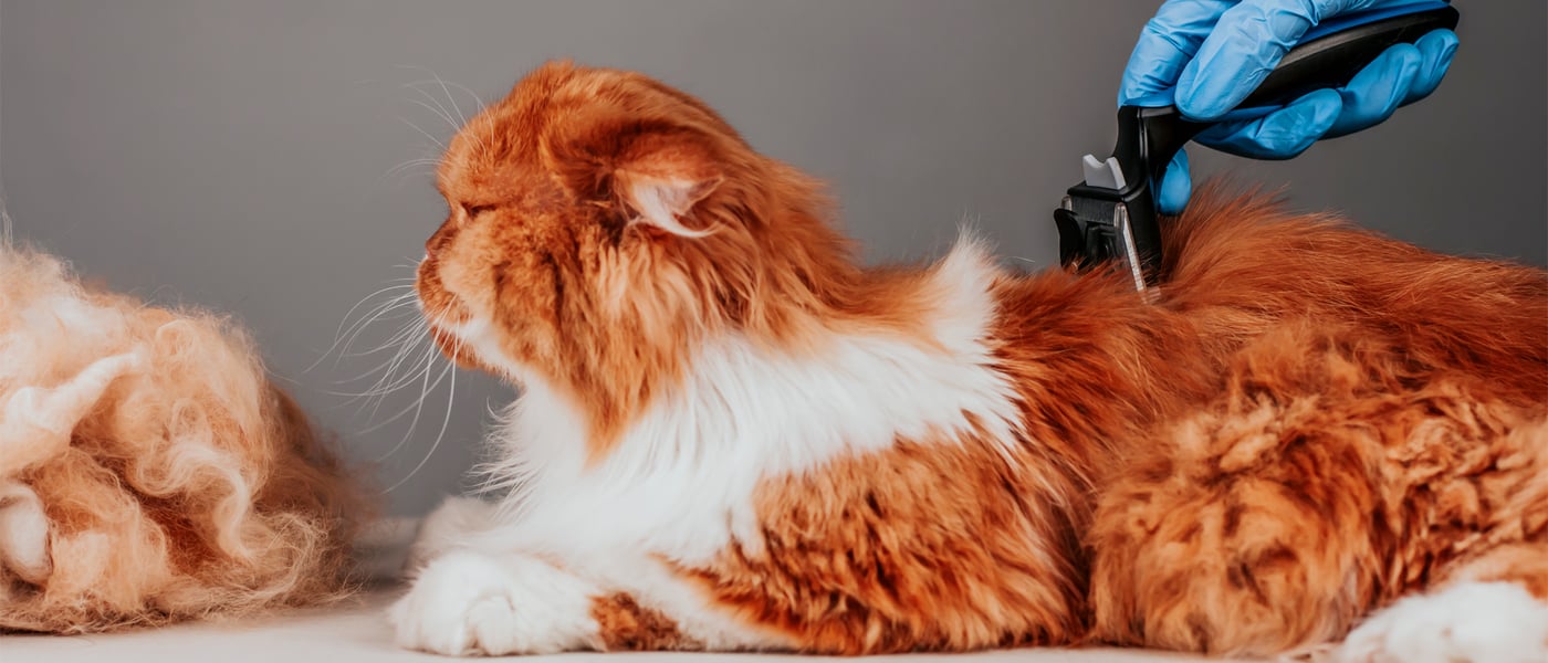Ginger and white furry cat being groomed with Furminator