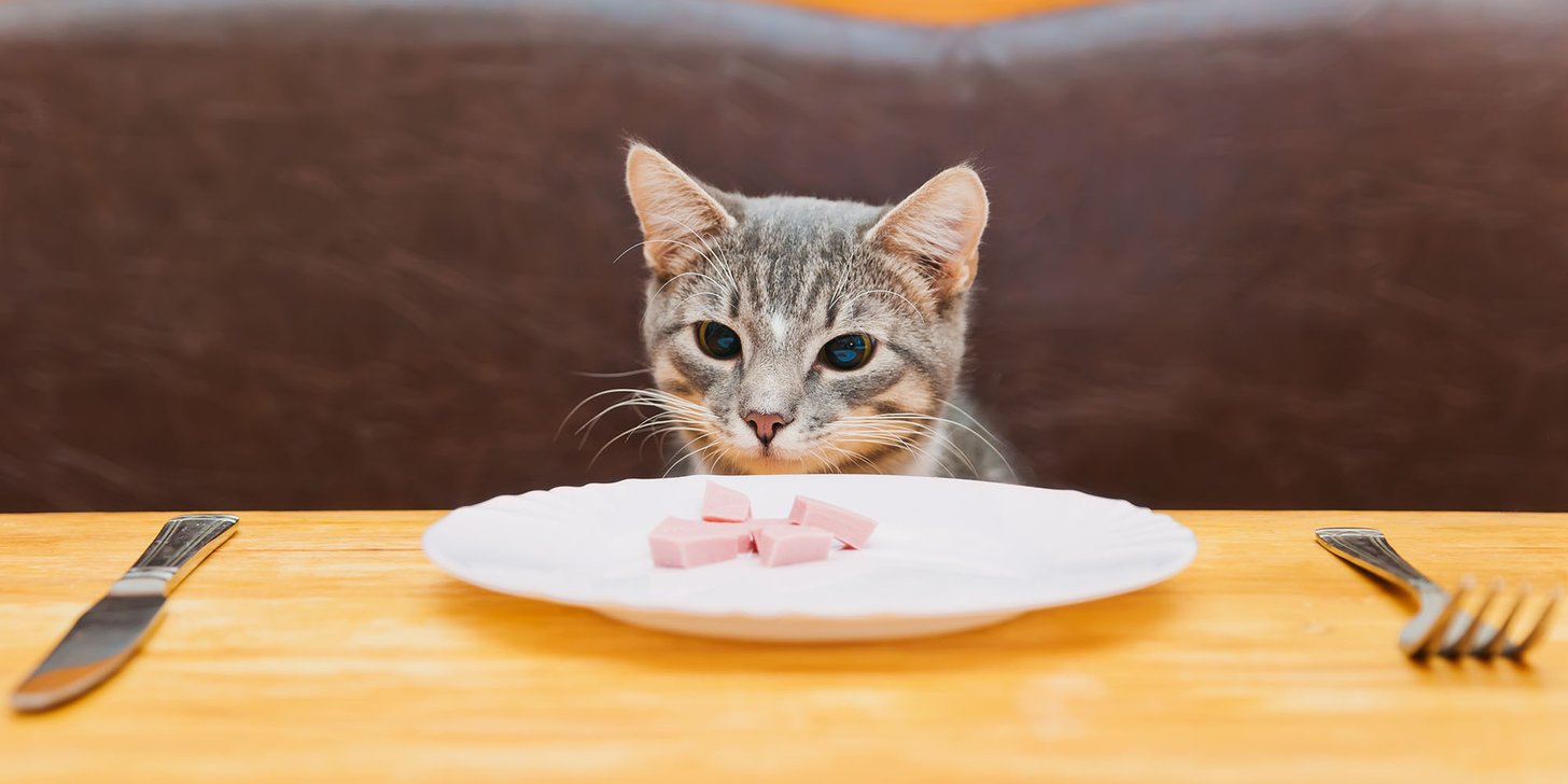 Pork and cats outlet