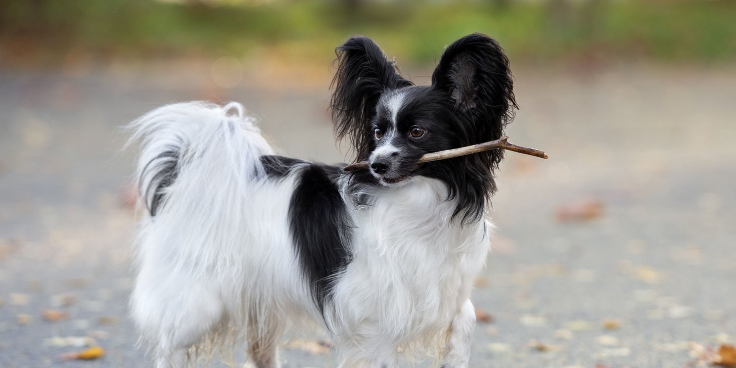 Dog With Thick Long Hair Fluffy Puppy Big Hair Dog Papillon Small