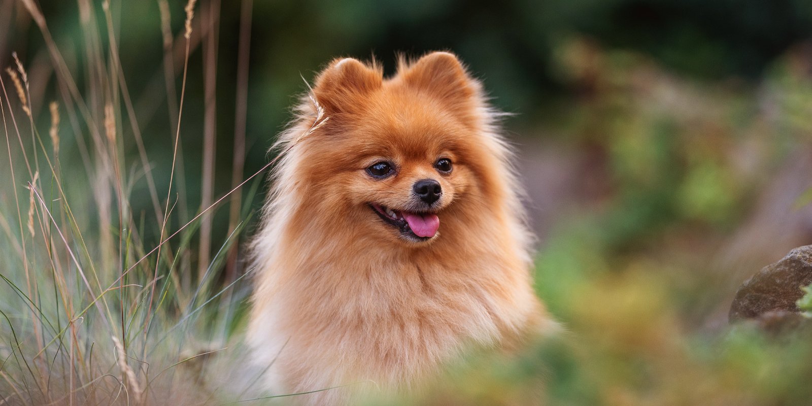 Taie D'oreiller Originale - Race De Chien Pomeranian - Coton Et Polyester