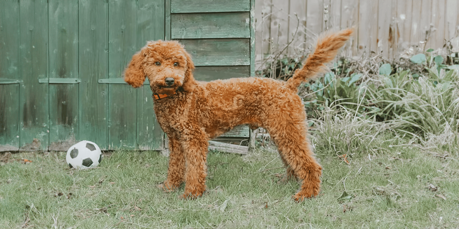 Haircuts For Cockapoos 5 Vet Approved Cockapoo Haircuts You Can Give