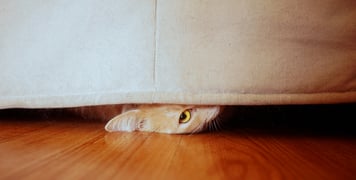 A cat hiding underneath a sofa.