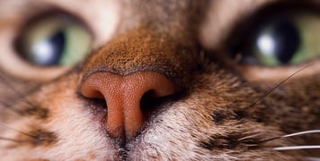 A close up image of a cat's nose.