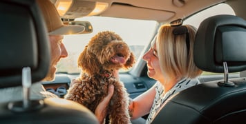 A woman sitting in a passenger car seat smiling at a Maltipoo.