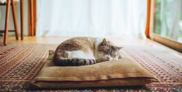 A cat curled up on a pillow.