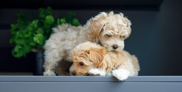 two puppy maltipoos playing on a step