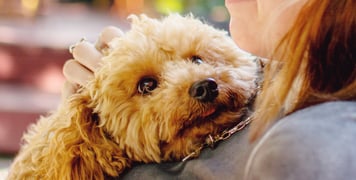 Maltipoo being held by owner