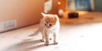 ginger kitten standing on wooden floor