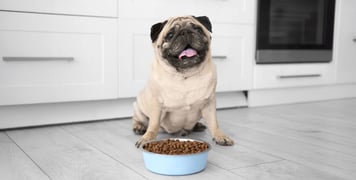 a pug sitting by his food bowl
