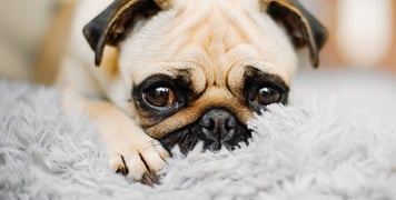 A close up image of a Pug.