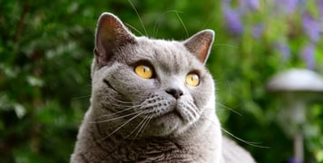 A beautiful grey british shorthair cat in front of a green hedge.