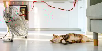 A cat laying down next to a fan.