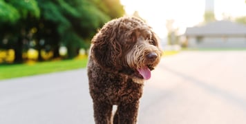 brown labradoodle walking on road