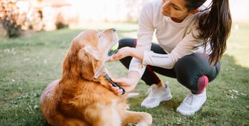 A woman brushing her golden outdoors.