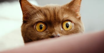 British shorthair close up of eyes