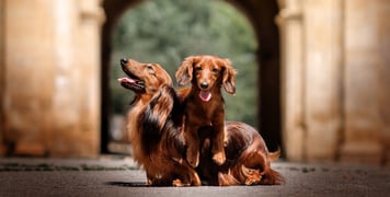Two dachshunds sitting outdoors.