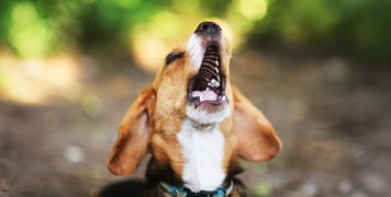 A beagle barking outdoors.