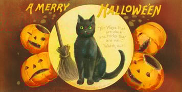 drawing of black cat next to a borrom and surrounded by pumpkins