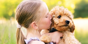 A child kissing a Cavapoo puppy.